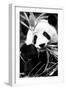 China 10MKm2 Collection - Giant Panda-Philippe Hugonnard-Framed Photographic Print