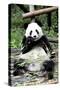 China 10MKm2 Collection - Giant Panda-Philippe Hugonnard-Stretched Canvas