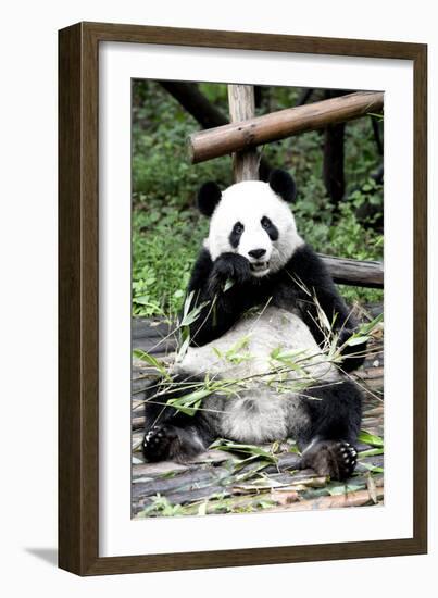 China 10MKm2 Collection - Giant Panda-Philippe Hugonnard-Framed Photographic Print