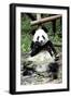 China 10MKm2 Collection - Giant Panda-Philippe Hugonnard-Framed Photographic Print