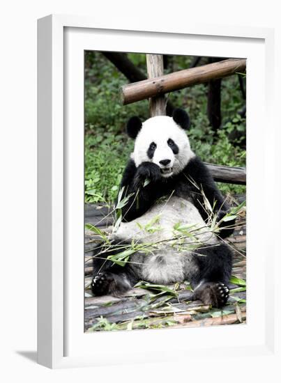 China 10MKm2 Collection - Giant Panda-Philippe Hugonnard-Framed Photographic Print