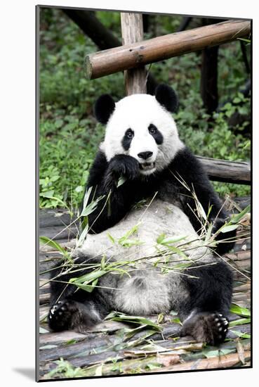 China 10MKm2 Collection - Giant Panda-Philippe Hugonnard-Mounted Photographic Print