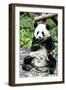 China 10MKm2 Collection - Giant Panda-Philippe Hugonnard-Framed Photographic Print