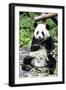 China 10MKm2 Collection - Giant Panda-Philippe Hugonnard-Framed Photographic Print