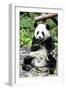 China 10MKm2 Collection - Giant Panda-Philippe Hugonnard-Framed Photographic Print