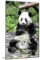 China 10MKm2 Collection - Giant Panda-Philippe Hugonnard-Mounted Photographic Print