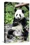 China 10MKm2 Collection - Giant Panda-Philippe Hugonnard-Stretched Canvas