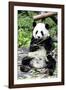 China 10MKm2 Collection - Giant Panda-Philippe Hugonnard-Framed Photographic Print