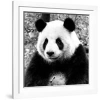 China 10MKm2 Collection - Giant Panda-Philippe Hugonnard-Framed Photographic Print