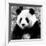 China 10MKm2 Collection - Giant Panda-Philippe Hugonnard-Framed Photographic Print