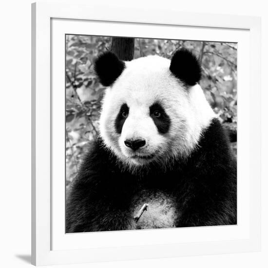 China 10MKm2 Collection - Giant Panda-Philippe Hugonnard-Framed Photographic Print