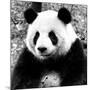 China 10MKm2 Collection - Giant Panda-Philippe Hugonnard-Mounted Photographic Print