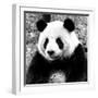 China 10MKm2 Collection - Giant Panda-Philippe Hugonnard-Framed Photographic Print