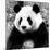 China 10MKm2 Collection - Giant Panda-Philippe Hugonnard-Mounted Photographic Print