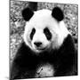 China 10MKm2 Collection - Giant Panda-Philippe Hugonnard-Mounted Photographic Print