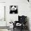 China 10MKm2 Collection - Giant Panda-Philippe Hugonnard-Photographic Print displayed on a wall