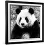 China 10MKm2 Collection - Giant Panda-Philippe Hugonnard-Framed Photographic Print