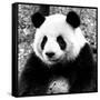 China 10MKm2 Collection - Giant Panda-Philippe Hugonnard-Framed Stretched Canvas