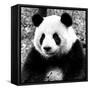 China 10MKm2 Collection - Giant Panda-Philippe Hugonnard-Framed Stretched Canvas