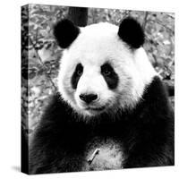 China 10MKm2 Collection - Giant Panda-Philippe Hugonnard-Stretched Canvas