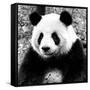 China 10MKm2 Collection - Giant Panda-Philippe Hugonnard-Framed Stretched Canvas