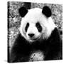 China 10MKm2 Collection - Giant Panda-Philippe Hugonnard-Stretched Canvas