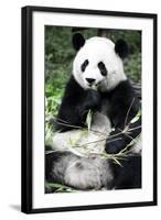 China 10MKm2 Collection - Giant Panda-Philippe Hugonnard-Framed Photographic Print