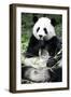 China 10MKm2 Collection - Giant Panda-Philippe Hugonnard-Framed Photographic Print