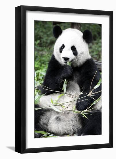 China 10MKm2 Collection - Giant Panda-Philippe Hugonnard-Framed Photographic Print