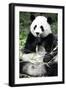 China 10MKm2 Collection - Giant Panda-Philippe Hugonnard-Framed Photographic Print