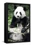 China 10MKm2 Collection - Giant Panda-Philippe Hugonnard-Framed Stretched Canvas