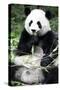 China 10MKm2 Collection - Giant Panda-Philippe Hugonnard-Stretched Canvas