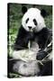 China 10MKm2 Collection - Giant Panda-Philippe Hugonnard-Stretched Canvas