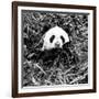 China 10MKm2 Collection - Giant Panda-Philippe Hugonnard-Framed Photographic Print