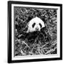 China 10MKm2 Collection - Giant Panda-Philippe Hugonnard-Framed Photographic Print