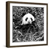 China 10MKm2 Collection - Giant Panda-Philippe Hugonnard-Framed Photographic Print