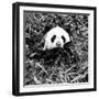 China 10MKm2 Collection - Giant Panda-Philippe Hugonnard-Framed Photographic Print