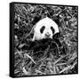 China 10MKm2 Collection - Giant Panda-Philippe Hugonnard-Framed Stretched Canvas