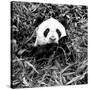 China 10MKm2 Collection - Giant Panda-Philippe Hugonnard-Stretched Canvas