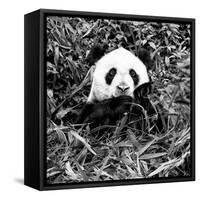 China 10MKm2 Collection - Giant Panda-Philippe Hugonnard-Framed Stretched Canvas