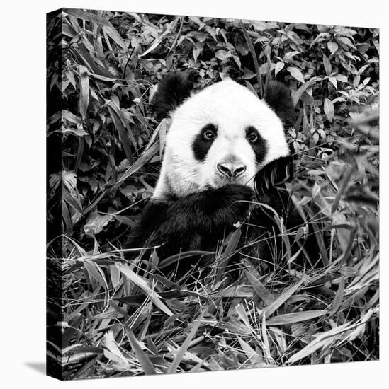 China 10MKm2 Collection - Giant Panda-Philippe Hugonnard-Stretched Canvas