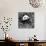 China 10MKm2 Collection - Giant Panda-Philippe Hugonnard-Photographic Print displayed on a wall