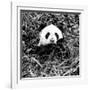 China 10MKm2 Collection - Giant Panda-Philippe Hugonnard-Framed Photographic Print