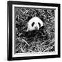 China 10MKm2 Collection - Giant Panda-Philippe Hugonnard-Framed Photographic Print