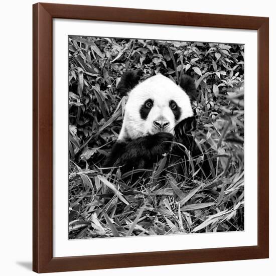 China 10MKm2 Collection - Giant Panda-Philippe Hugonnard-Framed Photographic Print