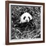 China 10MKm2 Collection - Giant Panda-Philippe Hugonnard-Framed Photographic Print