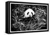 China 10MKm2 Collection - Giant Panda-Philippe Hugonnard-Framed Stretched Canvas