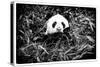 China 10MKm2 Collection - Giant Panda-Philippe Hugonnard-Stretched Canvas