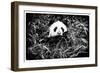 China 10MKm2 Collection - Giant Panda-Philippe Hugonnard-Framed Photographic Print