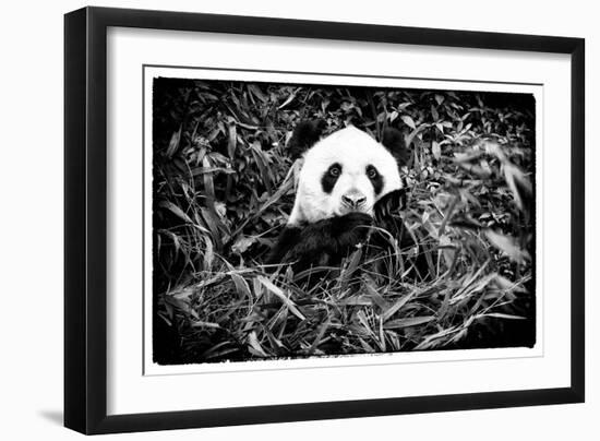 China 10MKm2 Collection - Giant Panda-Philippe Hugonnard-Framed Photographic Print